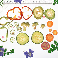 Dried vegetables Slices Real Nature specimen diy phone case Jewelry supplies 1pcs 102279