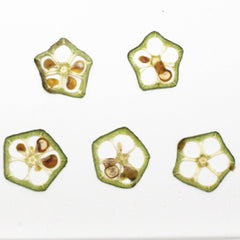 Dried vegetables Slices Real Nature specimen diy phone case Jewelry supplies 1pcs 102279