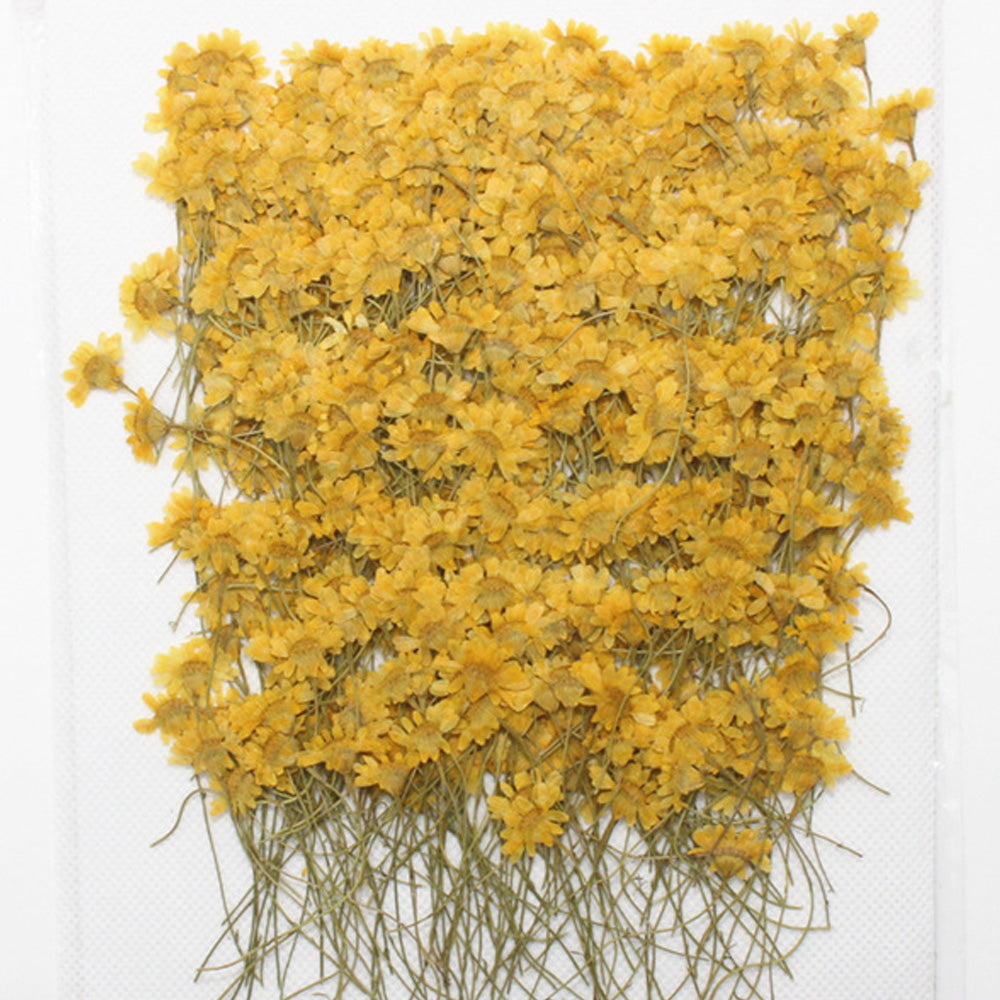 1cm Dahlberg Daisy pressed flowers Dried flower Eternal Flowers DIY pendant 12pcs 10228550