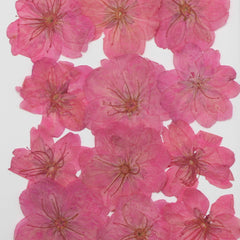 3-3.5cm Cerasus sp. Pressed Flower diy Real flower jewelry Botanical bracelet 12pcs 102288