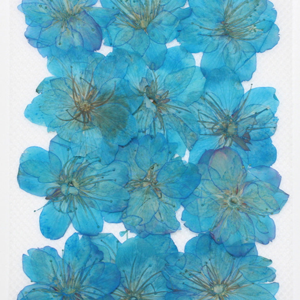 3-3.5cm Cerasus sp. Pressed Flower diy Real flower jewelry Botanical bracelet 12pcs 102288
