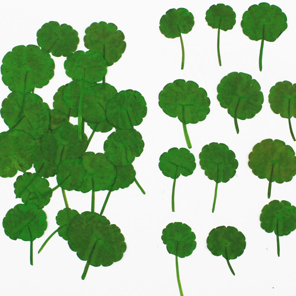 2-3.5CM Pressed Penny Grass Leaf Real Flower dried flowers Pressed Flower Gift 12pcs 102289