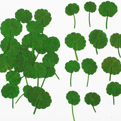 2-3.5CM Pressed Penny Grass Leaf Real Flower dried flowers Pressed Flower Gift 12pcs 102289