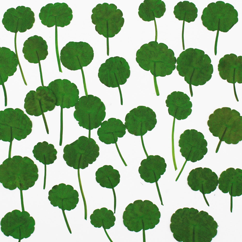 2-3.5CM Pressed Penny Grass Leaf Real Flower dried flowers Pressed Flower Gift 12pcs 102289