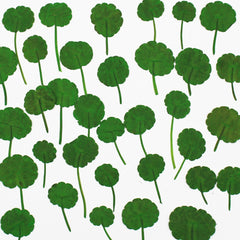 2-3.5CM Pressed Penny Grass Leaf Real Flower dried flowers Pressed Flower Gift 12pcs 102289