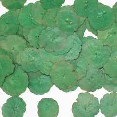 2-3.5CM Pressed Penny Grass Leaf Real Flower dried flowers Pressed Flower Gift 12pcs 102289