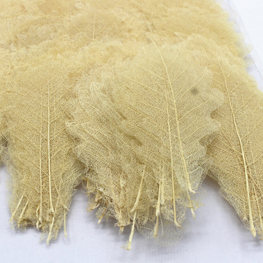 3-7cm Quercus dentata thunb Real dry pressed flower diy Earrings phone case 6pcs 102290