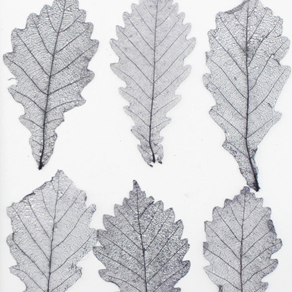 3-7cm Quercus dentata thunb Real dry pressed flower diy Earrings phone case 6pcs 102290