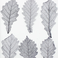 3-7cm Quercus dentata thunb Real dry pressed flower diy Earrings phone case 6pcs 102290