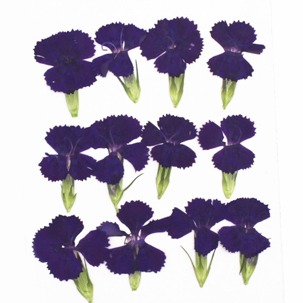 1.5-3CM Pressed pink Dried flower natural Floral Jewelry diy earrings pendant bracelet 12pcs 102292