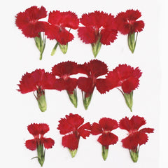 1.5-3CM Pressed pink Dried flower natural Floral Jewelry diy earrings pendant bracelet 12pcs 102292