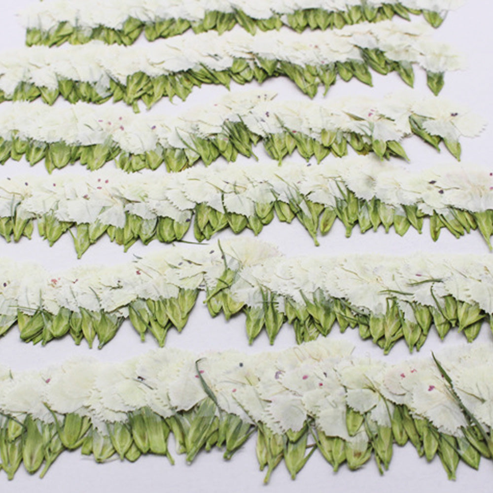 1.5-3CM Pressed pink Dried flower natural Floral Jewelry diy earrings pendant bracelet 12pcs 102292