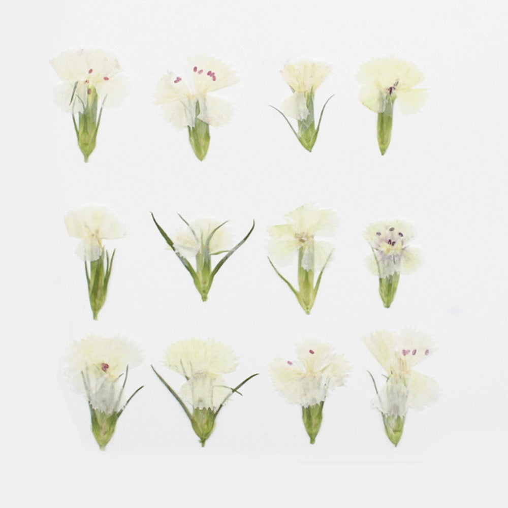 1.5-3CM Pressed pink Dried flower natural Floral Jewelry diy earrings pendant bracelet 12pcs 102292