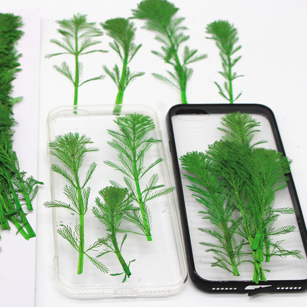 4-7cm Real natural Mini pine tree Dried Pressed Flowers for Crafting Pressed plants Gift 6pcs 10229350