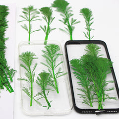4-7cm Real natural Mini pine tree Dried Pressed Flowers for Crafting Pressed plants Gift 6pcs 10229350