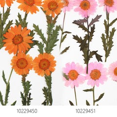 2.5-3.5cm Real flowers Chrysanthemum paludosum Dried Pressed Flowers Gift for nature lovers 6pcs