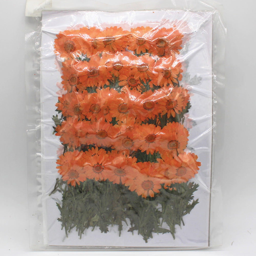 2.5-3.5cm Real flowers Chrysanthemum paludosum Dried Pressed Flowers Gift for nature lovers 6pcs