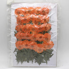 2.5-3.5cm Real flowers Chrysanthemum paludosum Dried Pressed Flowers Gift for nature lovers 6pcs