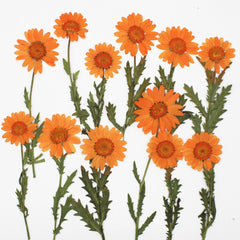 2.5-3.5cm Real flowers Chrysanthemum paludosum Dried Pressed Flowers Gift for nature lovers 6pcs