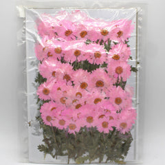 2.5-3.5cm Real flowers Chrysanthemum paludosum Dried Pressed Flowers Gift for nature lovers 6pcs
