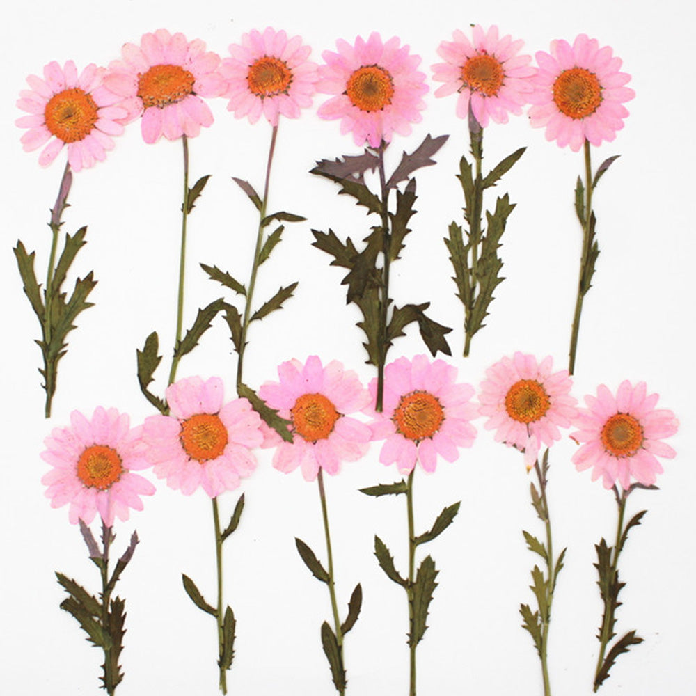 2.5-3.5cm Real flowers Chrysanthemum paludosum Dried Pressed Flowers Gift for nature lovers 6pcs