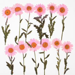 2.5-3.5cm Real flowers Chrysanthemum paludosum Dried Pressed Flowers Gift for nature lovers 6pcs