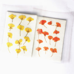 1.5-3.5cm Pressed Rape flowers Pressed plants Dried Flowers for Crafting Nature Jewelry 12pcs
