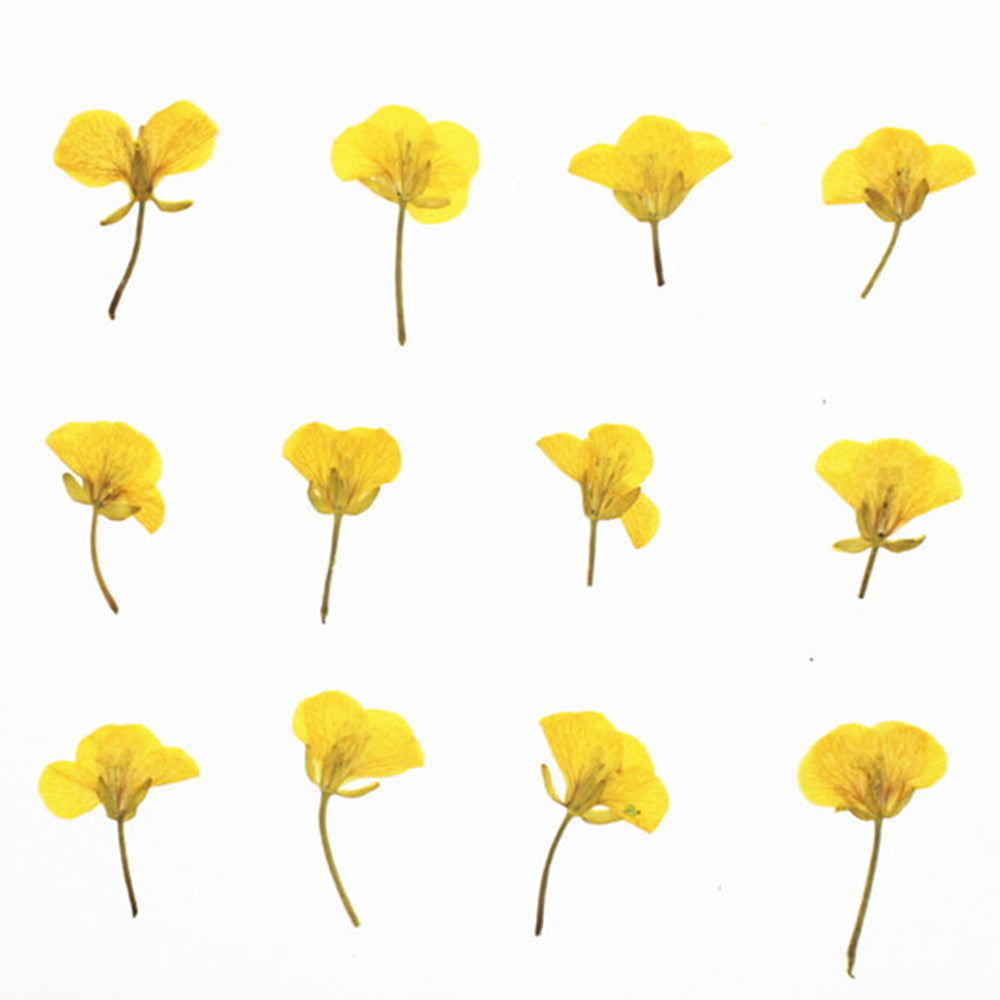 1.5-3.5cm Pressed Rape flowers Pressed plants Dried Flowers for Crafting Nature Jewelry 12pcs
