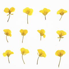 1.5-3.5cm Pressed Rape flowers Pressed plants Dried Flowers for Crafting Nature Jewelry 12pcs